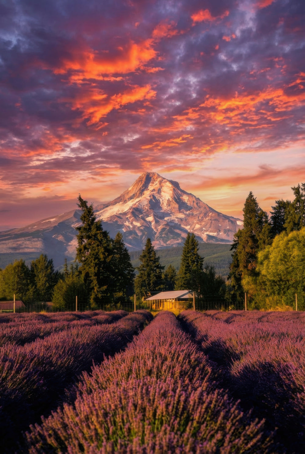 Mountain Above Lavender Firelight